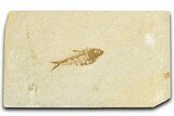 Juvenile Fossil Fish (Diplomystus) - Wyoming #348041-1